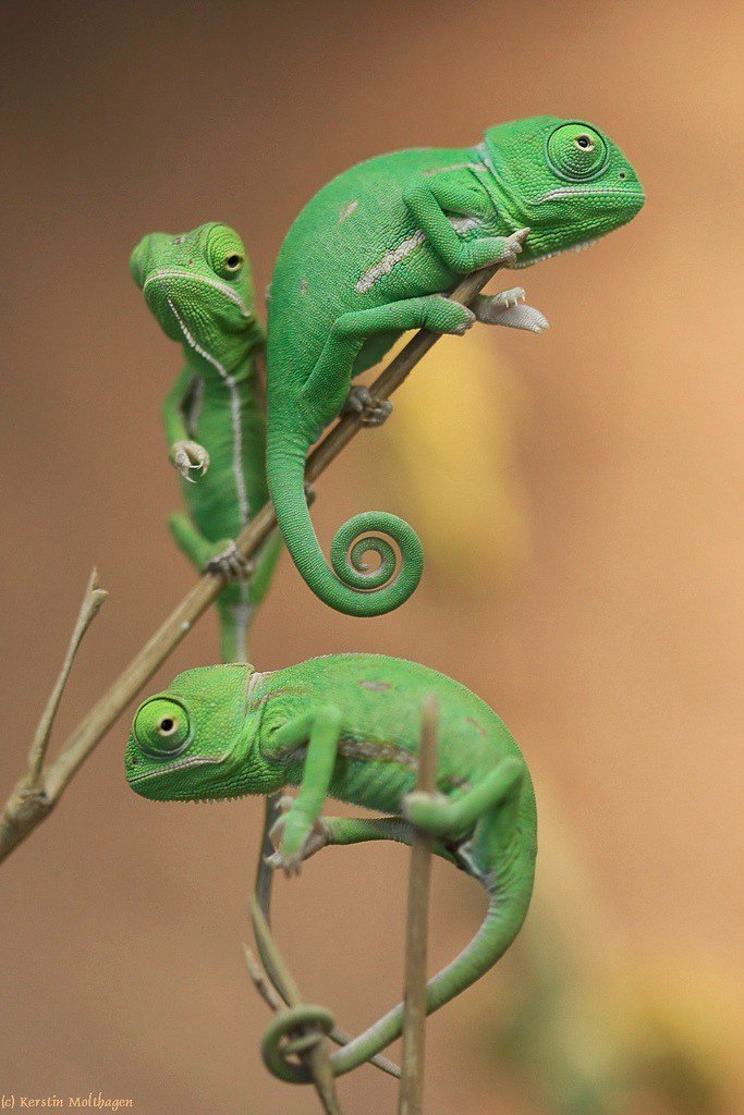 A lounge of young Veiled Chameleons