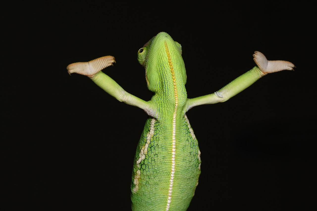 Two joint fingers on the outside and three inside