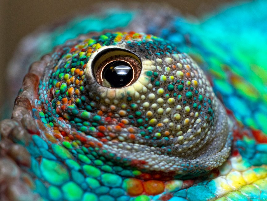 Fused eyelids