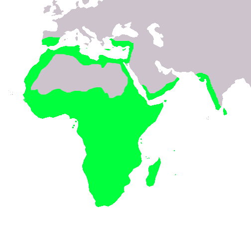 Chameleon natural range
