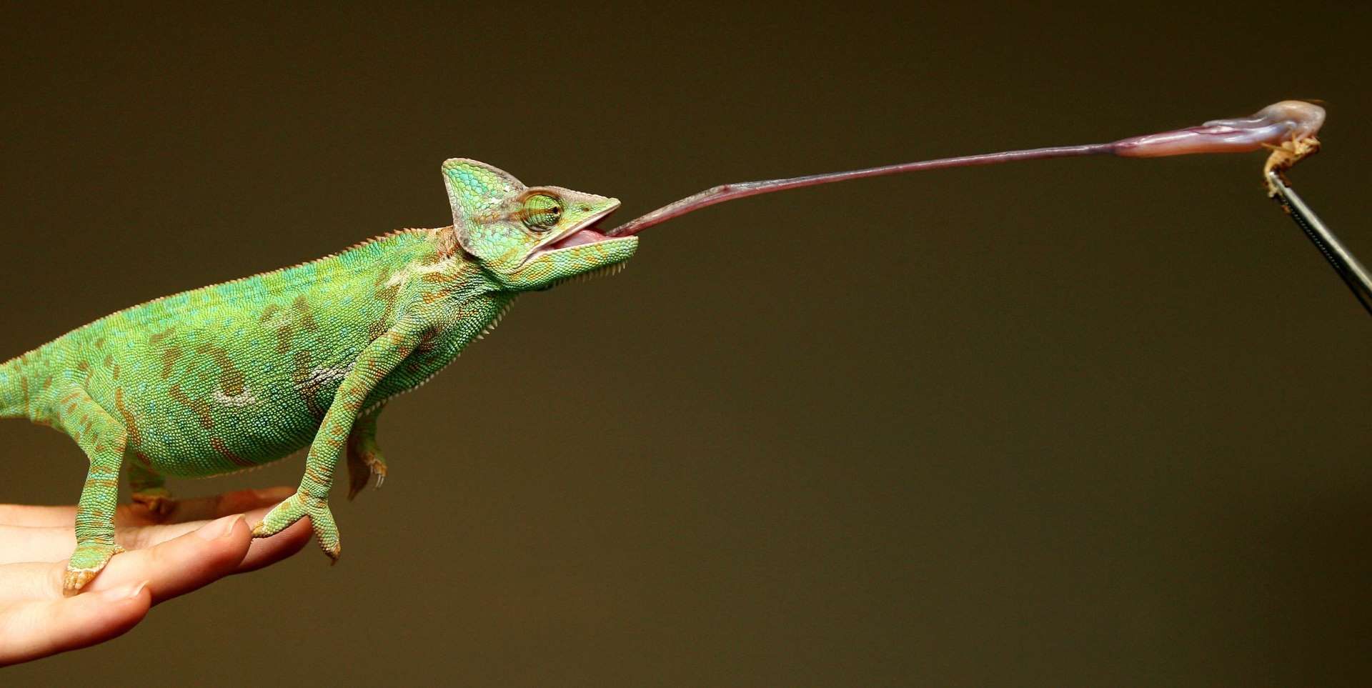 Outstretched Chameleon tongue