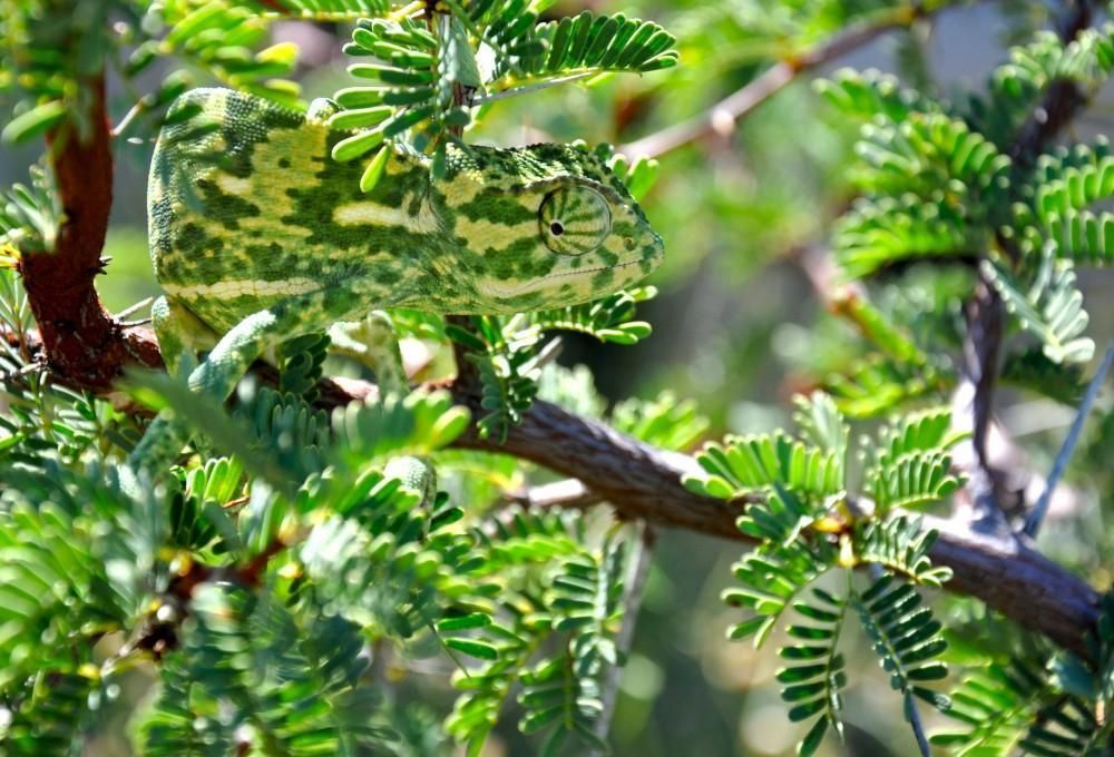 A well camouflaged Chameleon