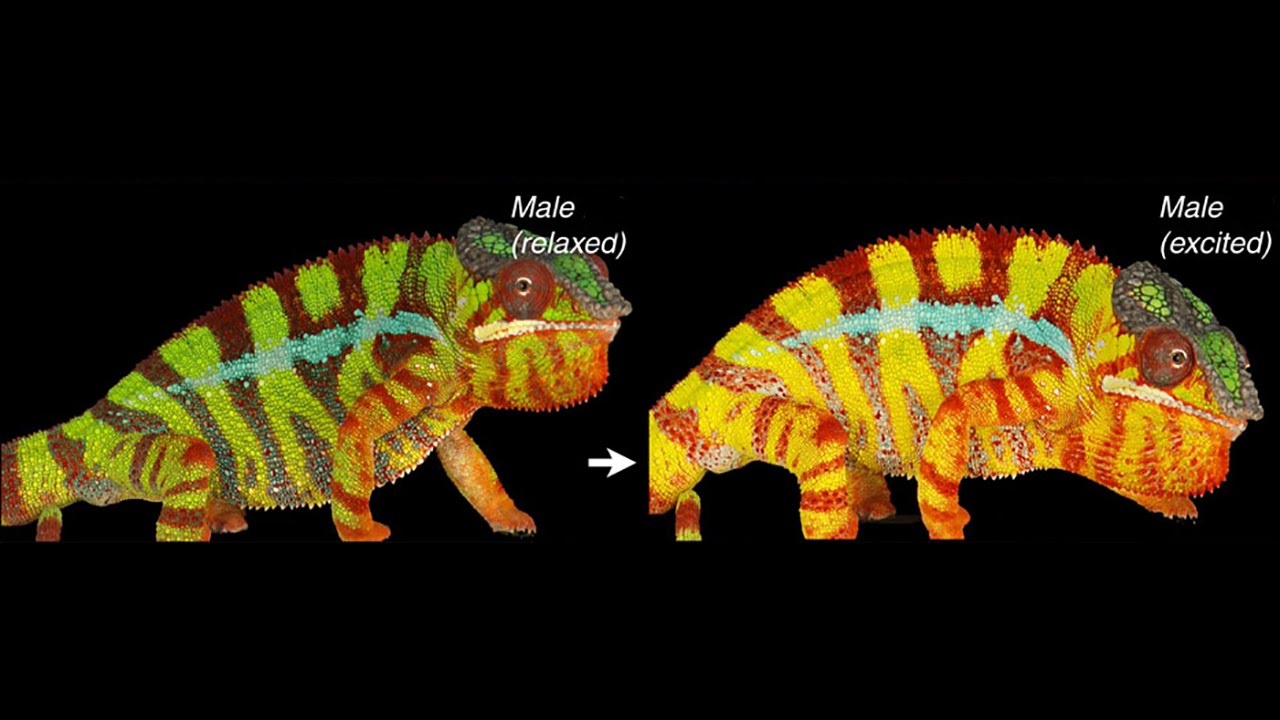 Excited colour change