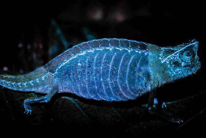 How to find a chameleon in the forest