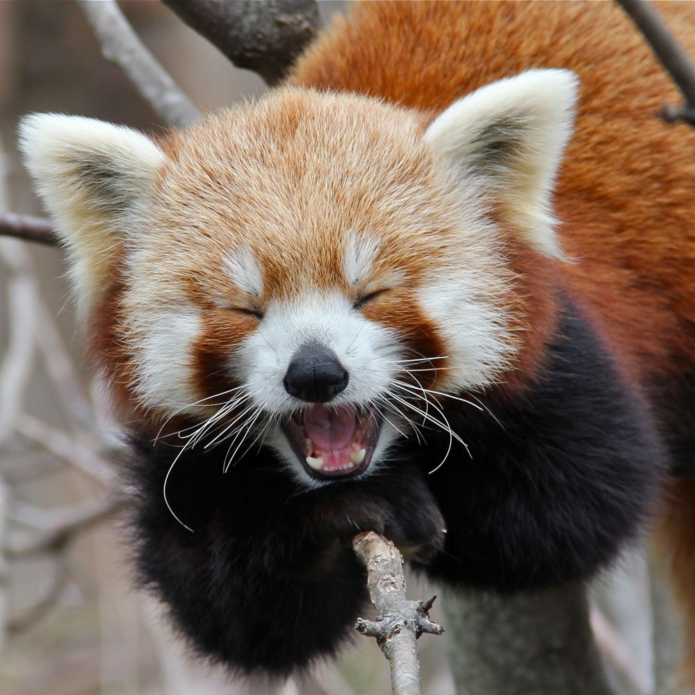 A red Panda