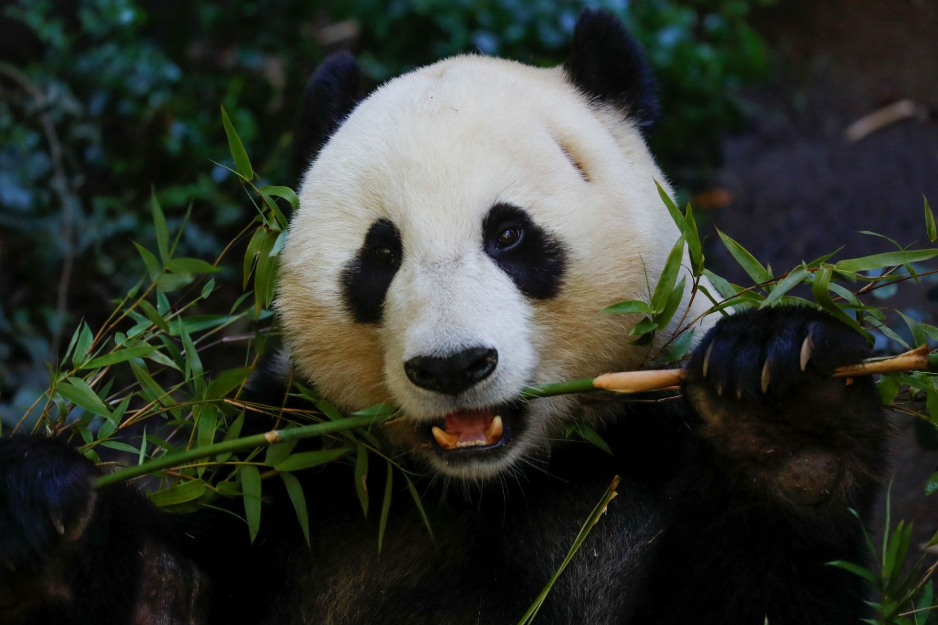 Big Black and White kind of Panda