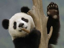 Count the 'Fingers'