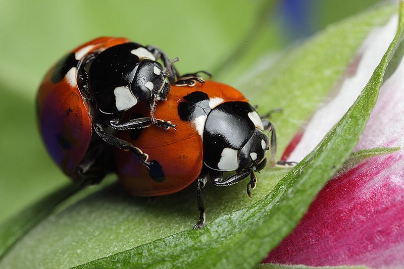 Mating