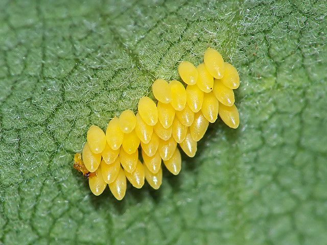 Eggs