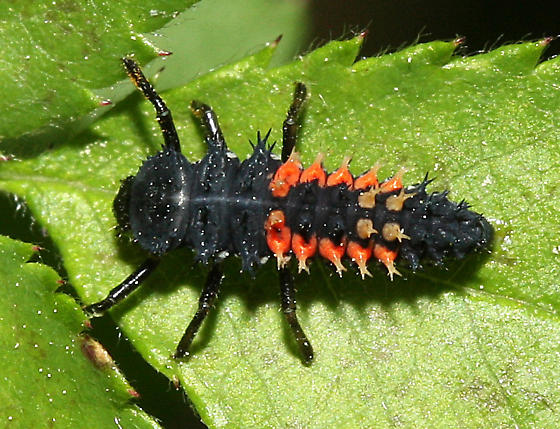 Larva