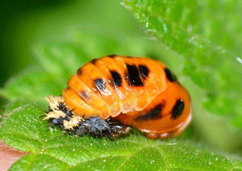 Pupa